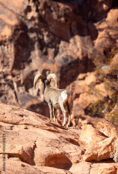 Fototapeta Desert Bighorn Sheep Ram in the Nevada Desert in Winter