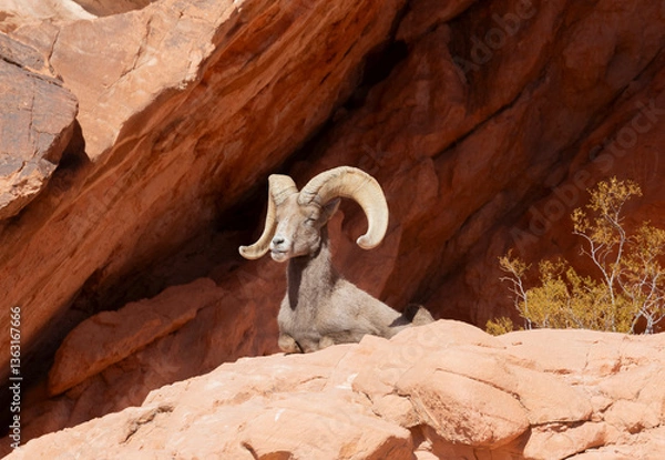 Fototapeta Desert Bighorn Sheep Ram in the Nevada Desert in Winter