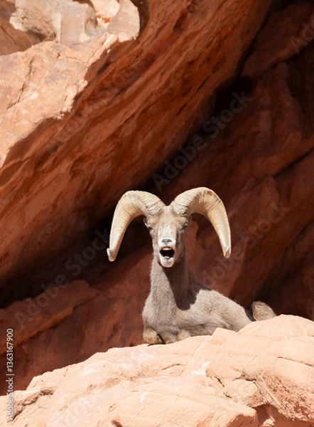 Fototapeta Desert Bighorn Sheep Ram in the Nevada Desert in Winter