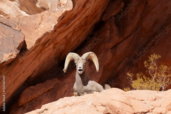 Fototapeta Desert Bighorn Sheep Ram in the Nevada Desert in Winter