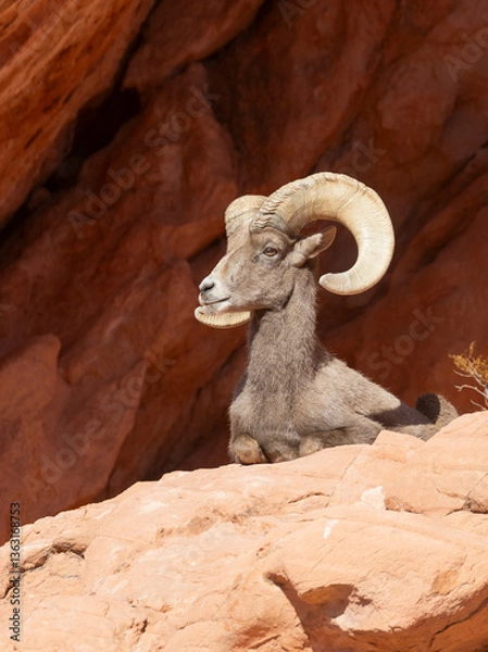 Fototapeta Desert Bighorn Sheep Ram in the Nevada Desert in Winter