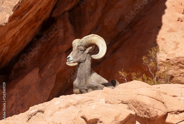 Fototapeta Desert Bighorn Sheep Ram in the Nevada Desert in Winter