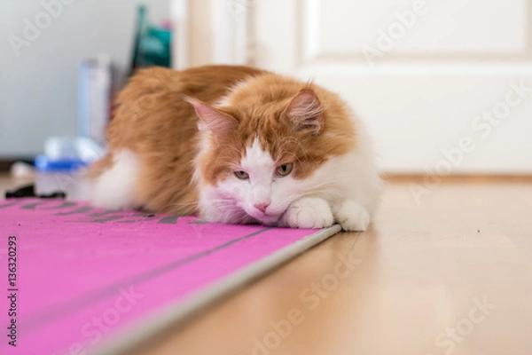 Fototapeta Sad kitty