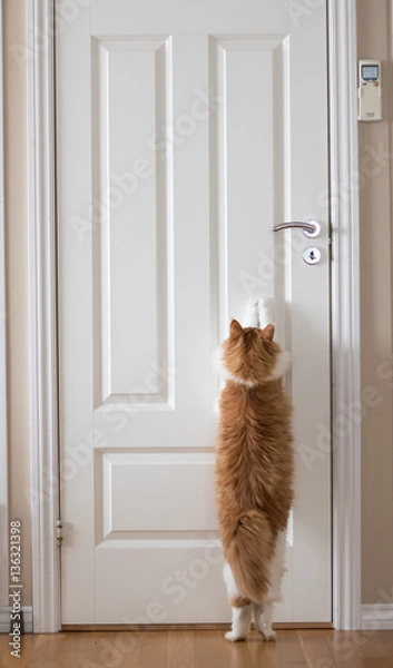 Fototapeta Cat in stress