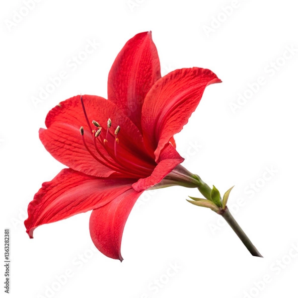 Obraz A red flower isolated on transparent background  
