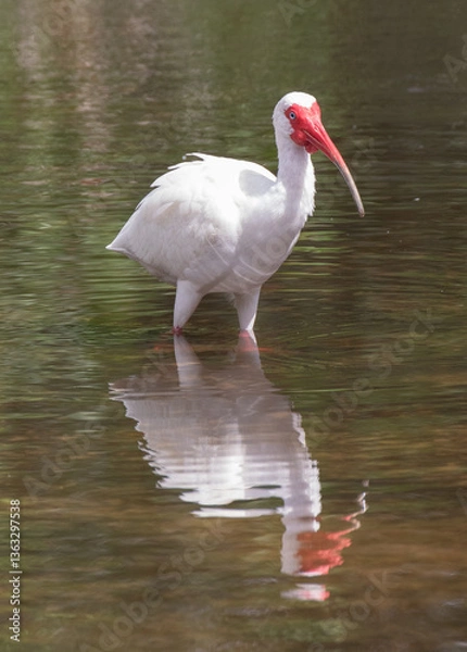 Fototapeta Views of a White Ibis bird in the water