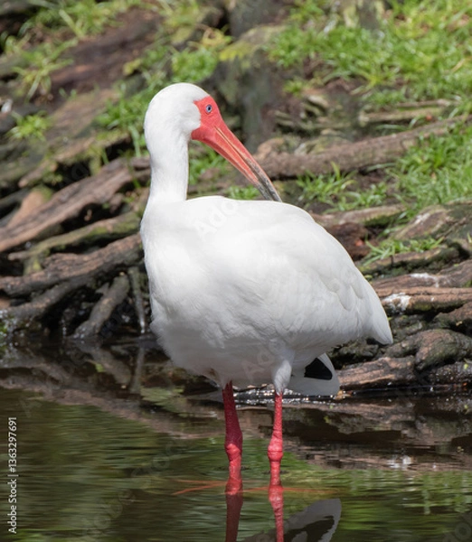 Fototapeta Views of a White Ibis bird in the water