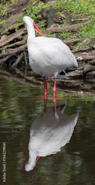 Fototapeta Views of a White Ibis bird in the water