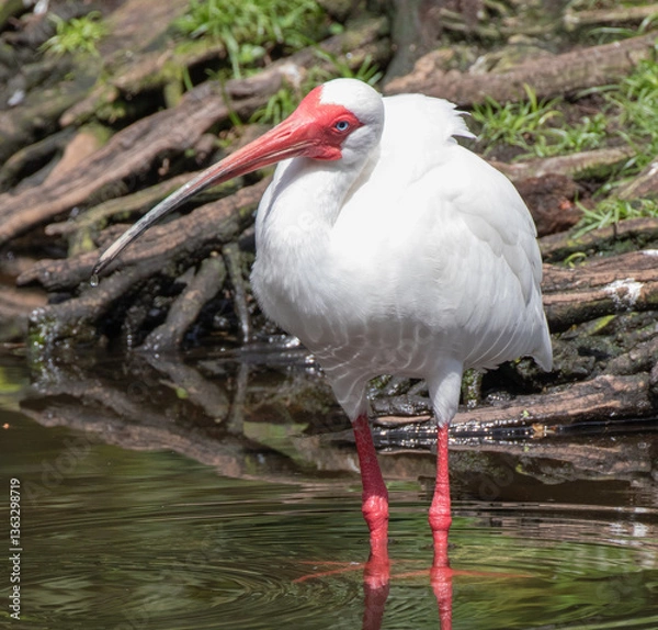 Fototapeta Views of a White Ibis bird in the water