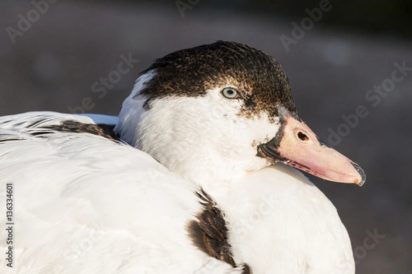 Fototapeta Duck
