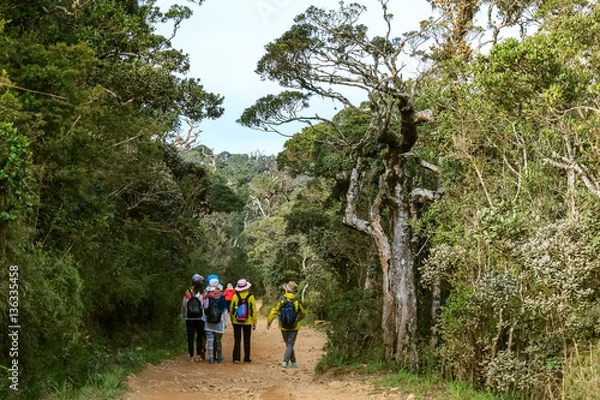 Obraz Group of travelers hike in tropical forest