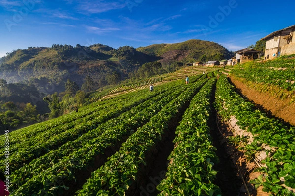 Fototapeta Strawberry field in morning with fog hill of mountain