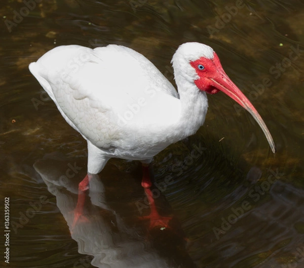 Fototapeta Views of a White Ibis bird in the water