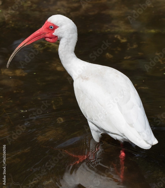 Fototapeta Views of a White Ibis bird in the water