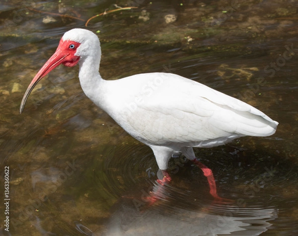 Fototapeta Views of a White Ibis bird in the water