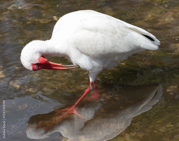 Fototapeta Views of a White Ibis bird in the water
