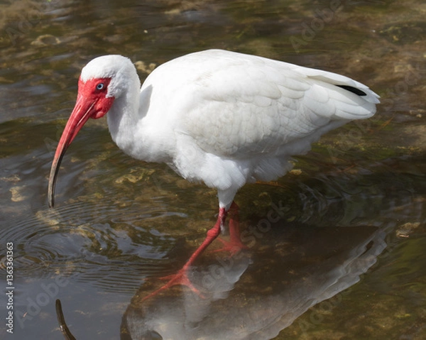 Fototapeta Views of a White Ibis bird in the water