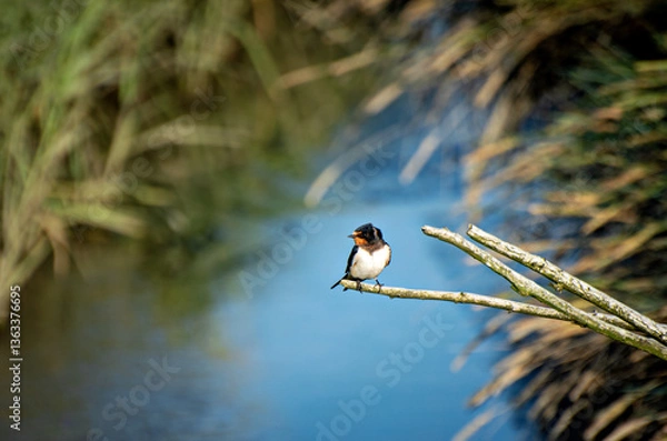 Fototapeta Swallow by the river