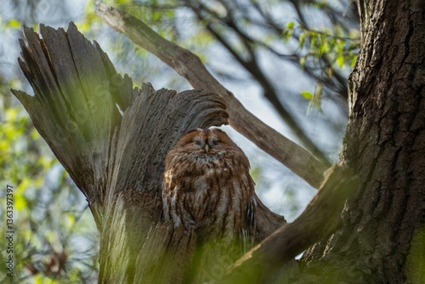 Obraz tawny owl