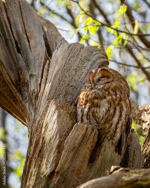 Obraz tawny owl