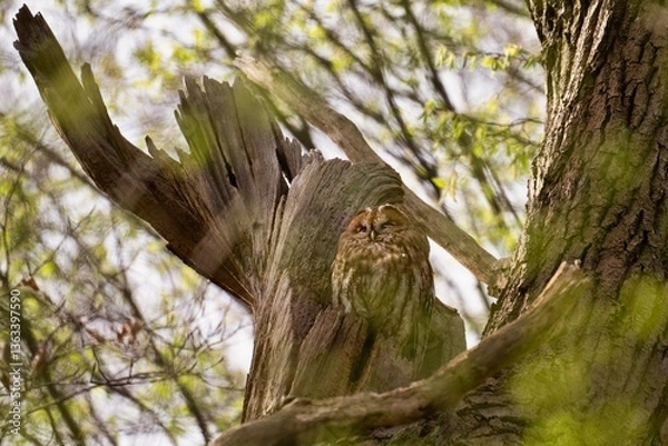 Obraz tawny owl