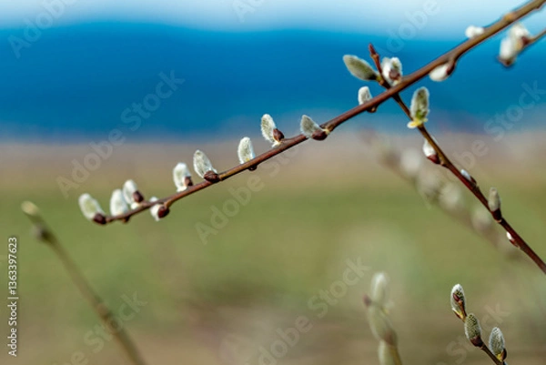 Obraz Catkins - Bazie kotki