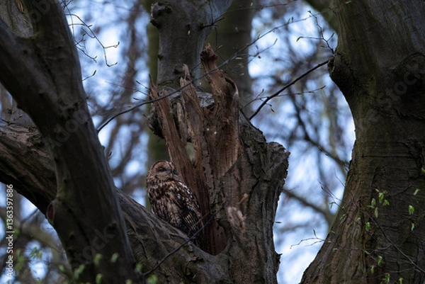 Obraz tawny owl