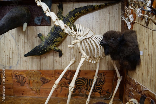 Obraz Stuffed animals, bones and skeletons of various animals in anatomy museum