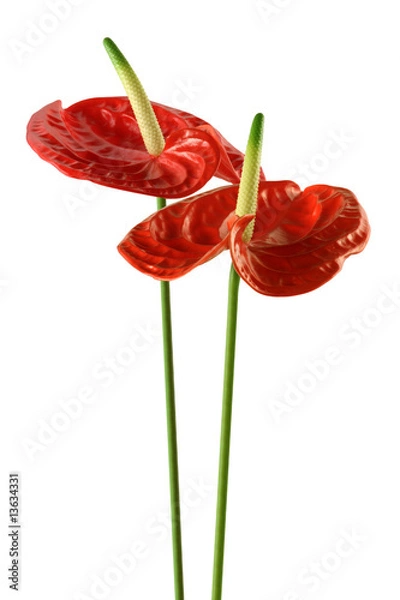 Obraz anthurium