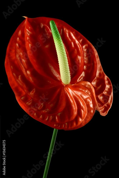 Obraz anthurium