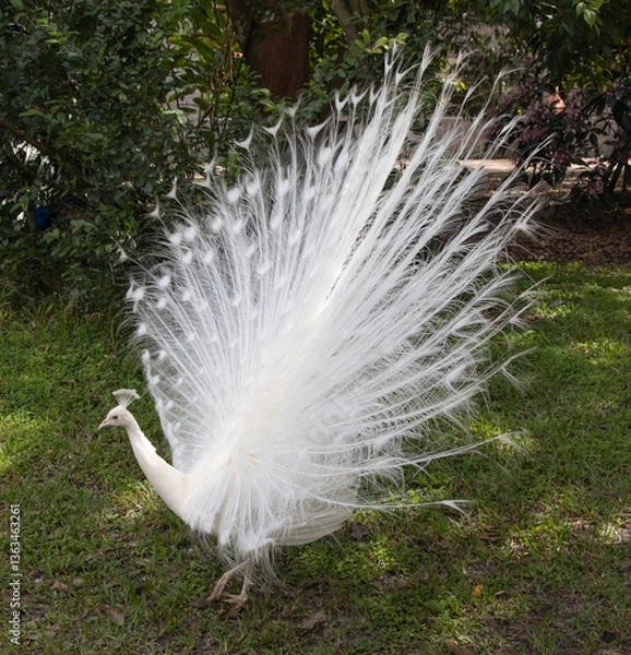 Fototapeta Albeno peacock with full white feathers