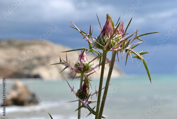 Fototapeta 
macro photo of nature, blooming thorny thistle against the sky