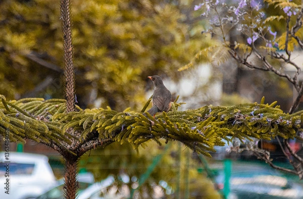Fototapeta A closeup shot of a bird sitting on a tree branch
