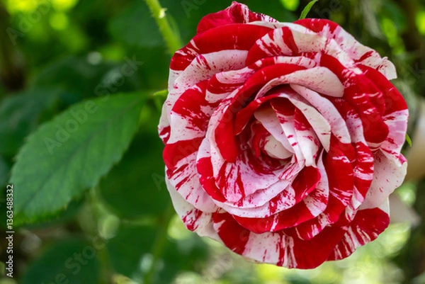 Fototapeta A bicolor rose displaying red and white stripes. Roses are popular in gardens, representing love and beauty, but also sometimes sorrow. 