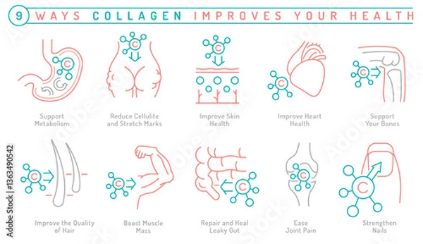 Fototapeta How collagen improves human health. Vector illustration in outline linear style