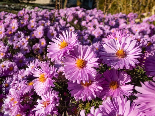 Fototapeta Close-up of bushy aster (Aster dumosus) 'Pink lace' flowering with bright pink clusters of star-shaped flowers in autumn