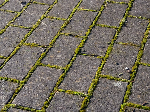 Fototapeta Pavement with green moss growing in spaces between all bricks. Moss growing on pavement