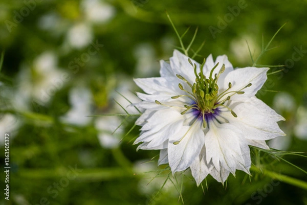 Fototapeta A close up of a Nigella, often known as Love-in-a-mist. This garden flower, with its delicate petals and intricate form, is a favorite for its airy texture in arrangements.