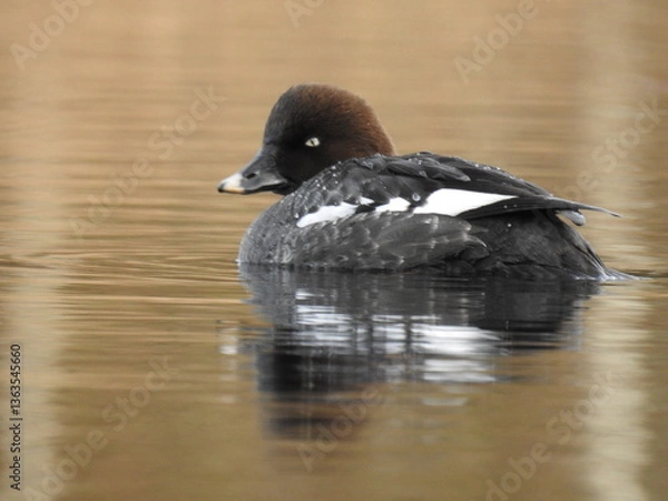 Obraz common goldeneye female
