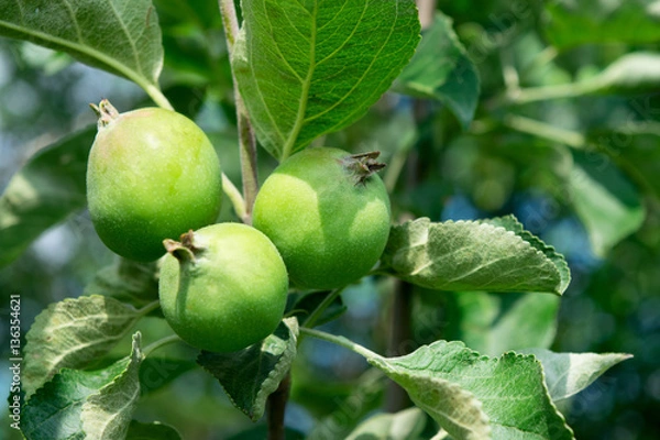 Fototapeta Three small apple growing on a branch.