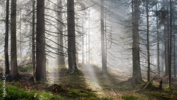 Fototapeta Wild Natural Forest of Spruce Trees with Sunbeams through Fog, Bavarian Forest, Germany