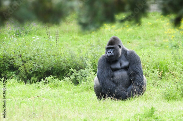 Fototapeta gorilla sits quietly on the grass