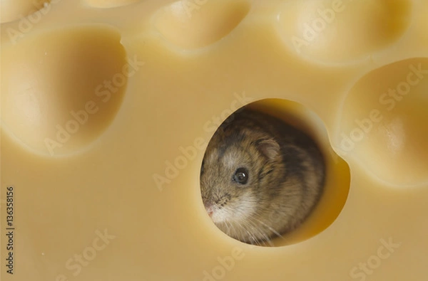 Obraz  hamster with cheese