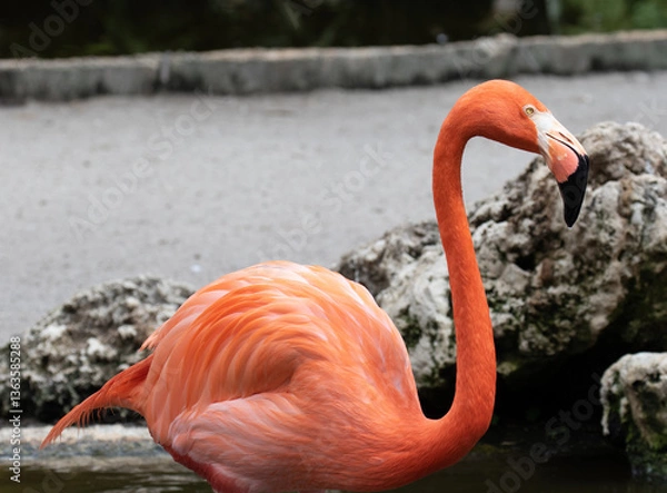 Fototapeta close-up view of a Flamingo, Florida