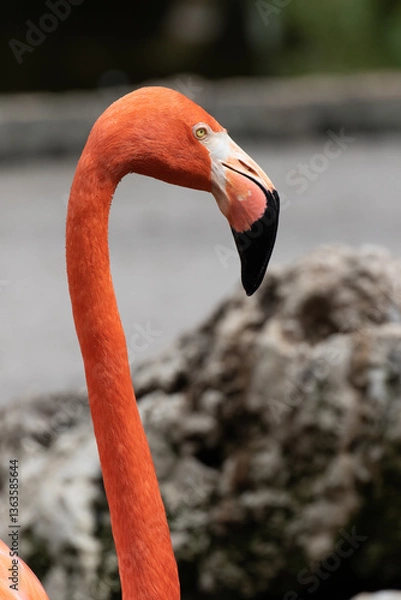 Fototapeta close-up view of a Flamingo, Florida