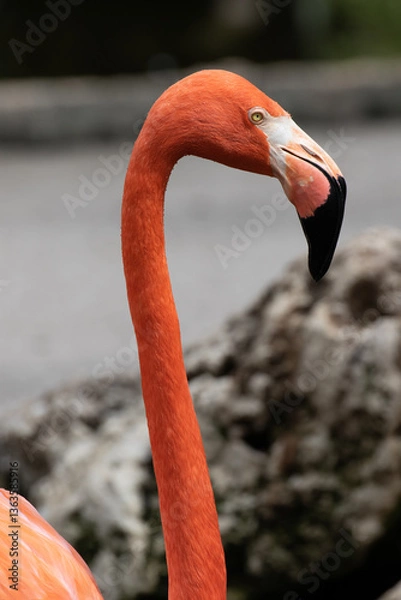 Fototapeta close-up view of a Flamingo, Florida