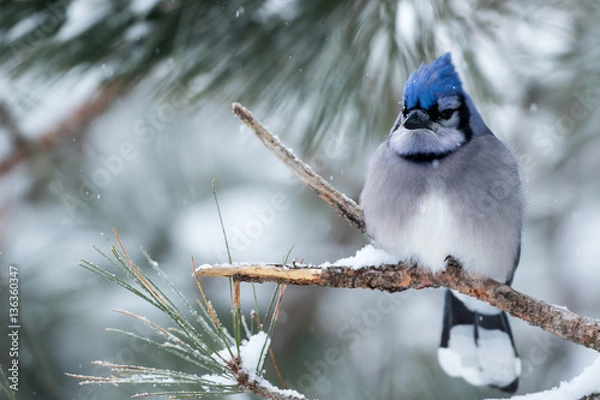 Fototapeta Blue Jay - Cyanocitta cristata, perched in a branch during a snow storm.