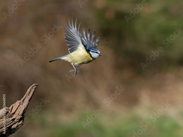 Obraz Blue tit, Cyanistes caeruleus