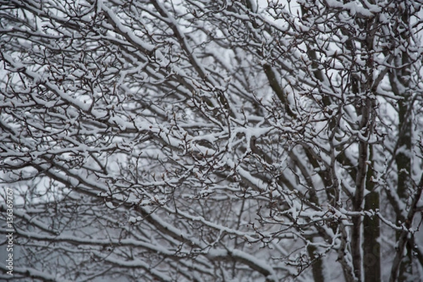 Obraz Wintery branches