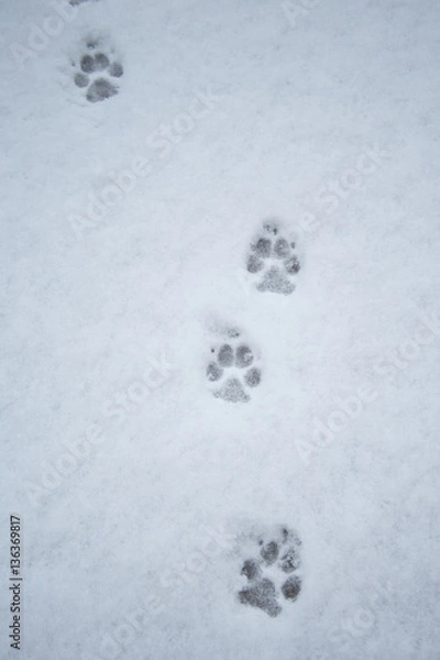 Obraz Prints in the Snow